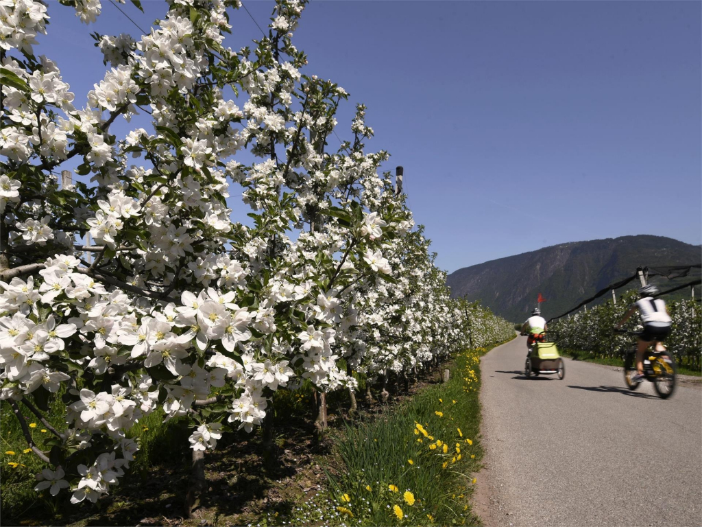 Cicloturismo in famiglia a Bolzano tra i meleti della Valle dell'Agide (credit: Tourismuverein Andrian/Geor Mayr, Andrian)